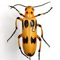 Pyrota punctata - photo 5