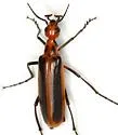 Pyrota tenuicostatis - photo 3