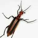 Pyrota tenuicostatis - photo 4