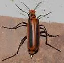 Pyrota tenuicostatis - photo 5