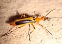 Pyrota trochanterica - Pyrota trochanterica