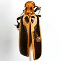 Pyrota trochanterica - photo 2