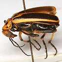 Pyrota trochanterica - photo 3