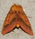 Orange Sallow Moth - Hodges#11065