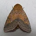 Orange Sallow Moth - Hodges#11065 - photo 2