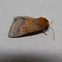 Orange Sallow Moth - Hodges#11065 - photo 3