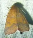 Orange Sallow Moth - Hodges#11065 - photo 4