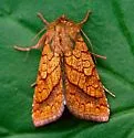 Bordered Sallow - Hodges#11063