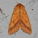 Bordered Sallow - Hodges#11063 - photo 2