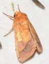 Bordered Sallow - Hodges#11063 - photo 4