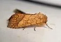Bordered Sallow - Hodges#11063 - photo 5