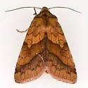 Purple-Lined Sallow - Hodges#11064