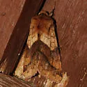 Purple-Lined Sallow - Hodges#11064 - photo 3