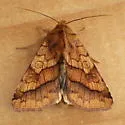Purple-Lined Sallow - Hodges#11064 - photo 4