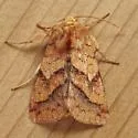 Purple-Lined Sallow - Hodges#11064 - photo 5