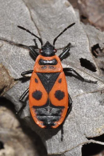 Red Bugs - photo 3