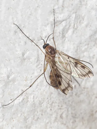 Pyrtaula fenestralis