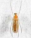 Pyrtaula mendosa