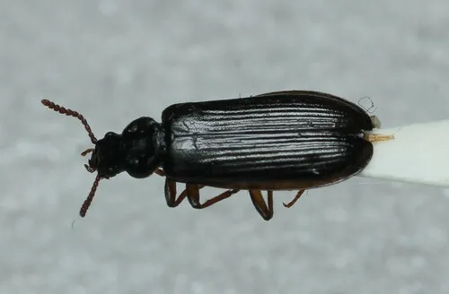 Pytho abieticola