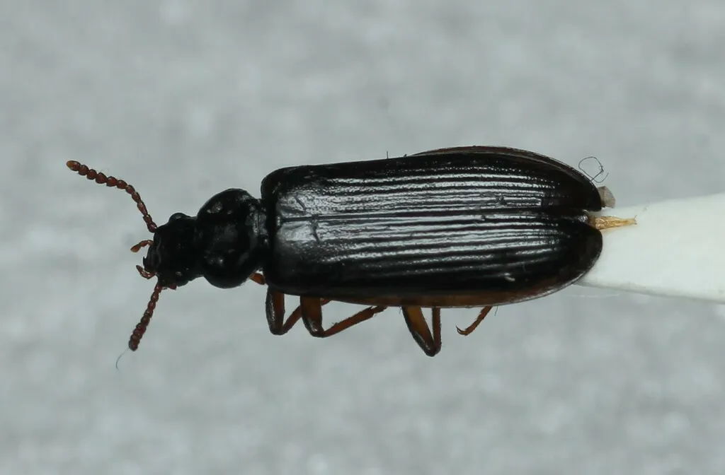Pytho abieticola - photo 2