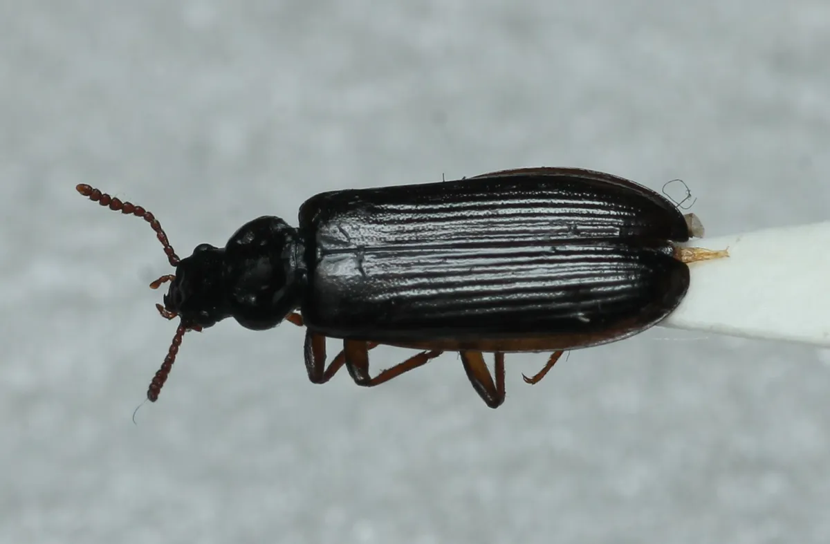 Pytho abieticola - photo 3