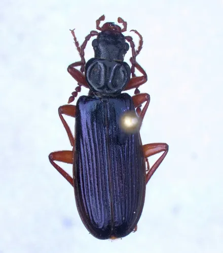 Pytho americanus