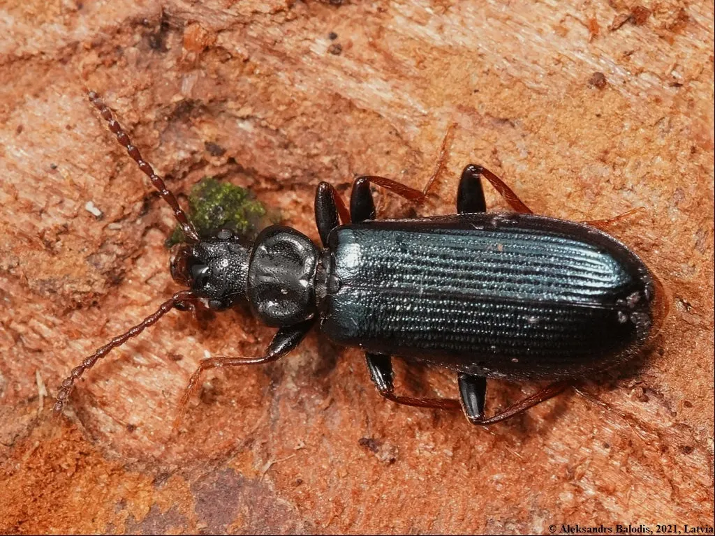 Pytho depressus - photo 3