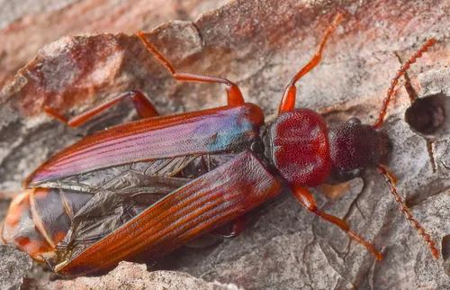 Narrow-waisted Bark Beetle