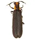 Pyticeroides laticornis - photo 2