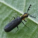 Pyticeroides laticornis - photo 3