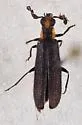 Pyticeroides laticornis - photo 4
