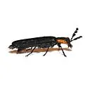 Pyticeroides laticornis - photo 5
