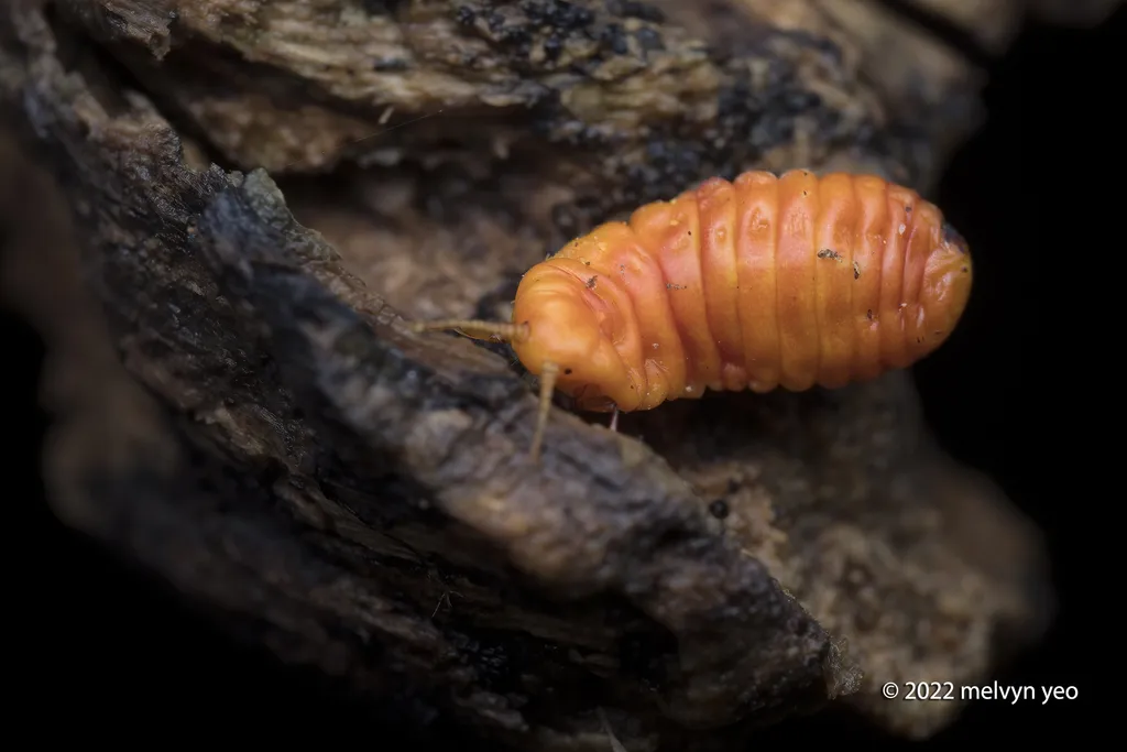 Qinococcidae - photo 2