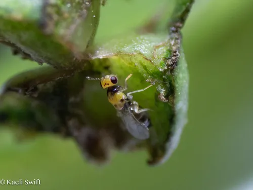 Erythrina Gall Wasp