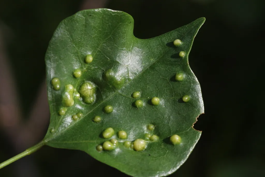 Quadrastichus gallicola - photo 2