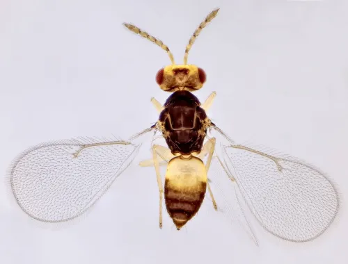 Quadrastichus - Quadrastichus