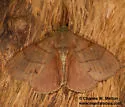 Quadrina diazoma - Hodges#7691 - Quadrina diazoma