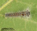 Quadrina diazoma - Hodges#7691 - photo 3