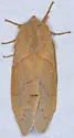 Quadrina diazoma - Hodges#7691 - photo 4