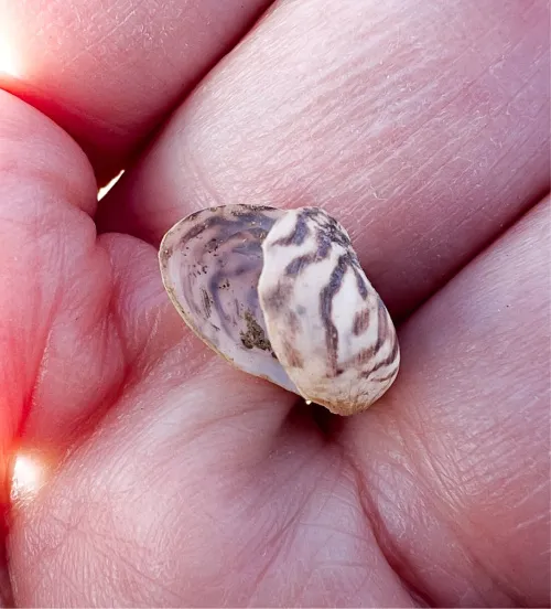 Quagga Mussel