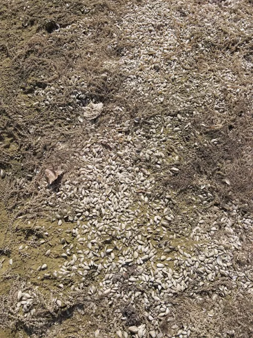 Quagga Mussel - photo 2