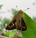 Common Mellana - Hodges#4068 - photo 2