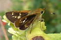 Common Mellana - Hodges#4068 - photo 3
