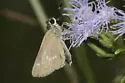 Common Mellana - Hodges#4068 - photo 4