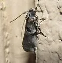 Quasisalebria admixta - Hodges#5779