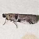 Quasisalebria admixta - Hodges#5779 - photo 3