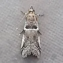 Quasisalebria admixta - Hodges#5779 - photo 4