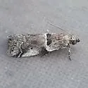 Quasisalebria admixta - Hodges#5779 - photo 5