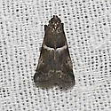 Quasisalebria atratella - Hodges#5779.1