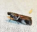 Quasisalebria atratella - Hodges#5779.1 - photo 2